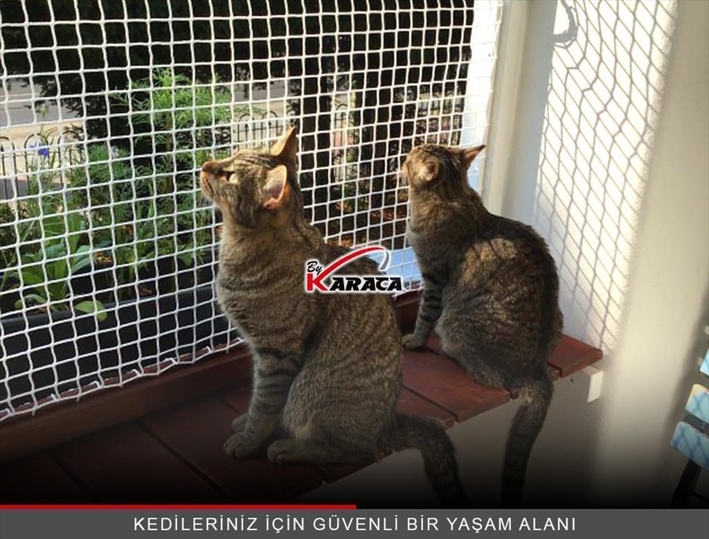 Kedi Filesi