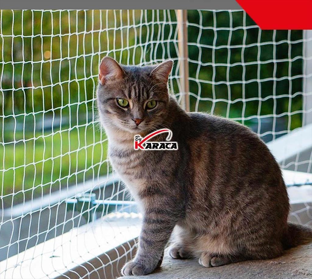 Kedi Filesi