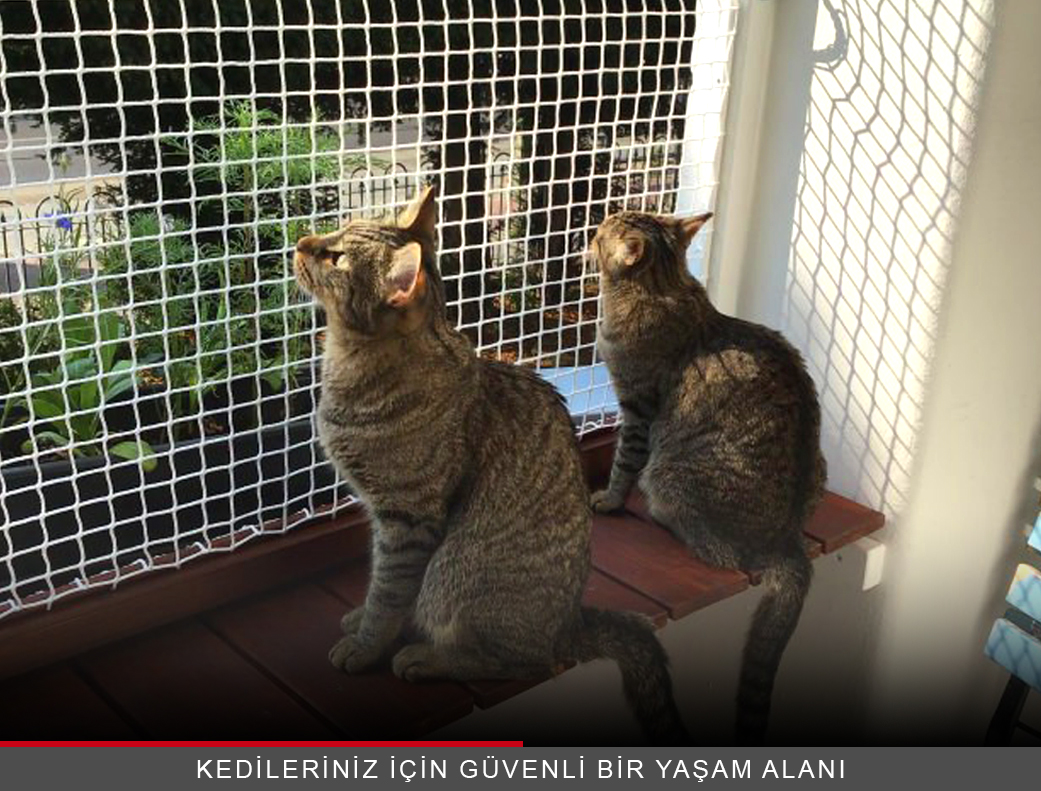 Kedi Güvenlik Filesi Ankara